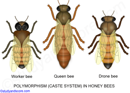 Social behaviour in Insects, Social behaviour in honey bee, Social behaviour in white ants, social insects bees, social insects termites, polymorphism